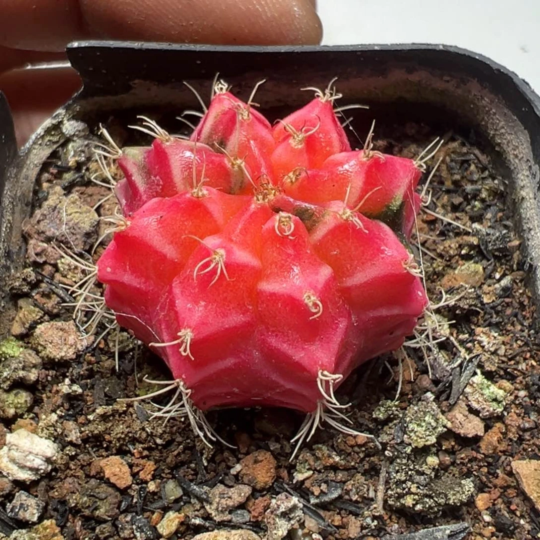 【闪购商品】 458。