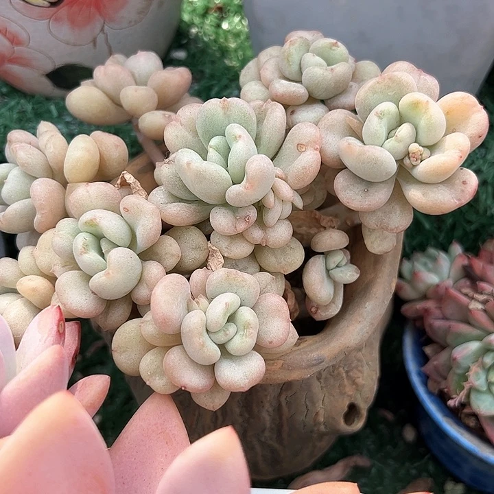 幸运的是我的朋友们都