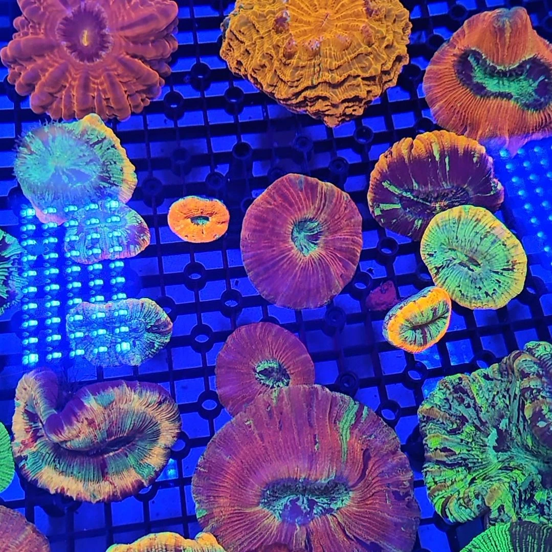 阳***~纽扣珊瑚3个八字脑