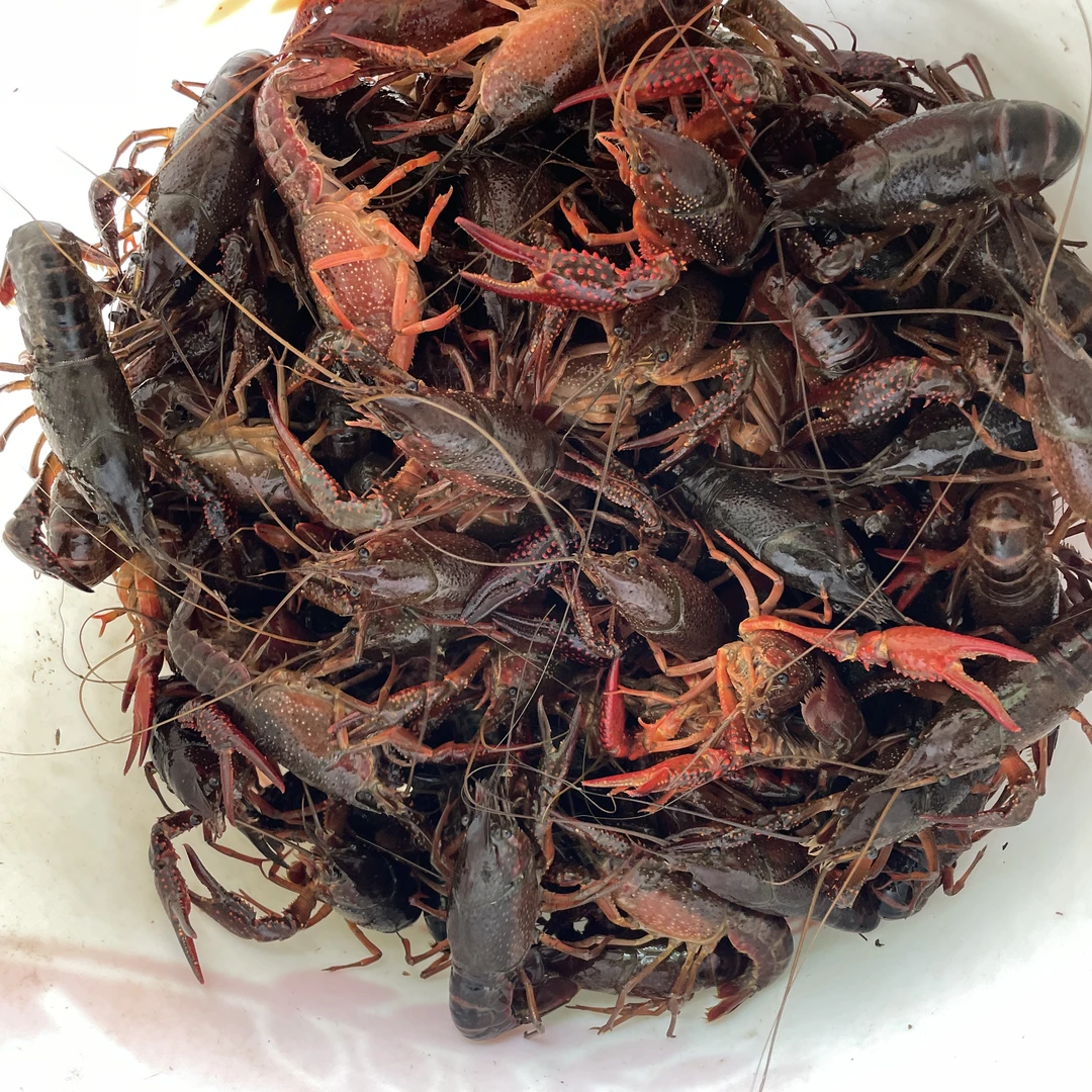 鲜活小龙虾发货现捞新鲜龙虾