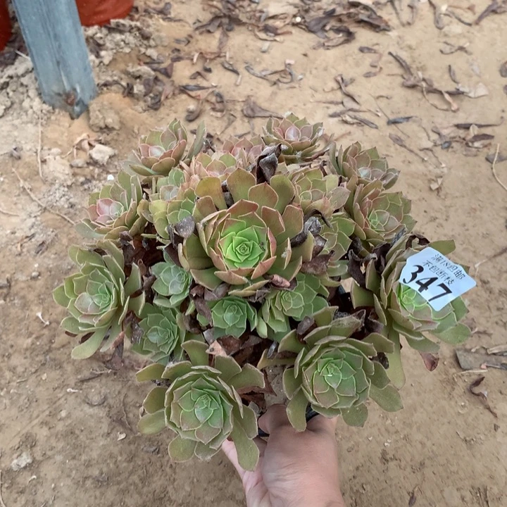 347桃花石手捧1号棚