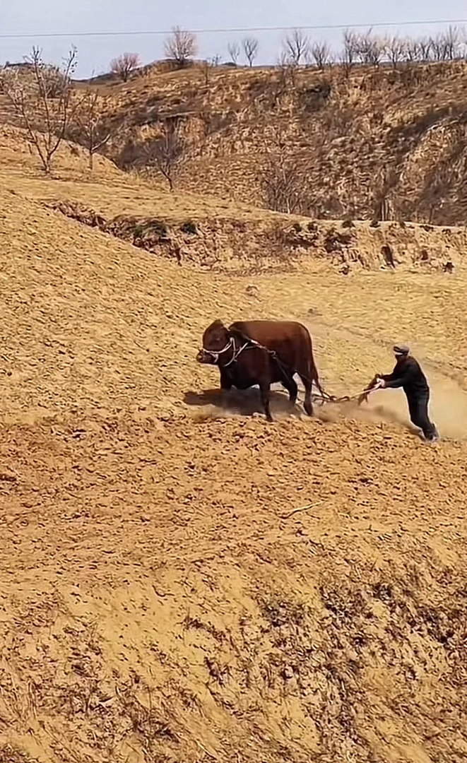 〖成城甄选〗陕北牛肉