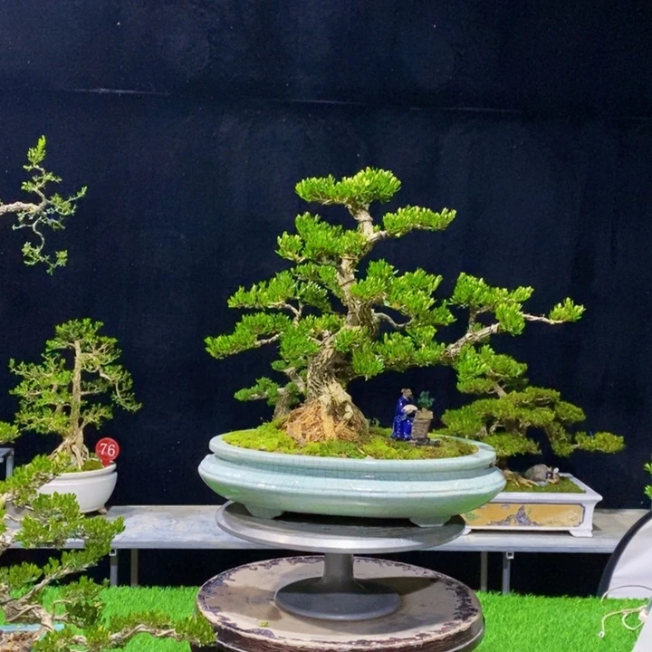 无花朵望*广东皱皮