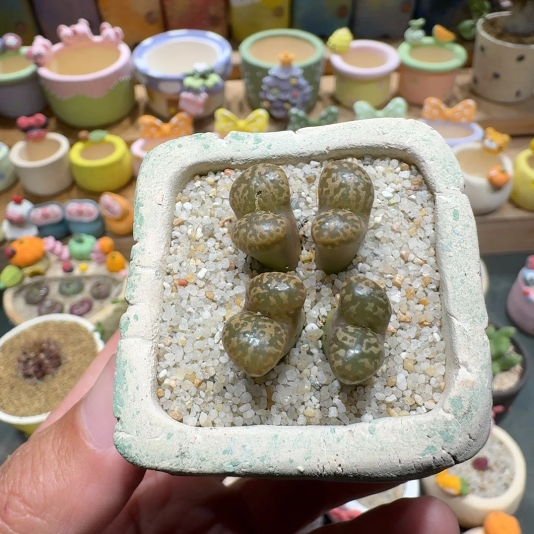蘑菇1201勋章多肉植物