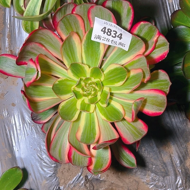 4834红魔女多肉植物