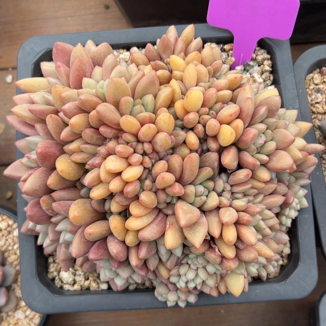 特价桃花源缀化111111111111111111