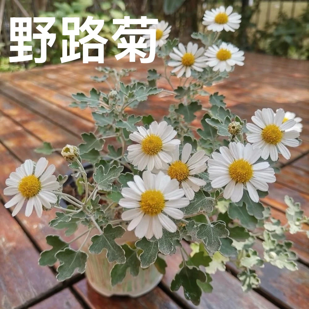 白花高山雅菊  足摺野路菊 寒菊   阳台庭院植物多年生耐寒耐热