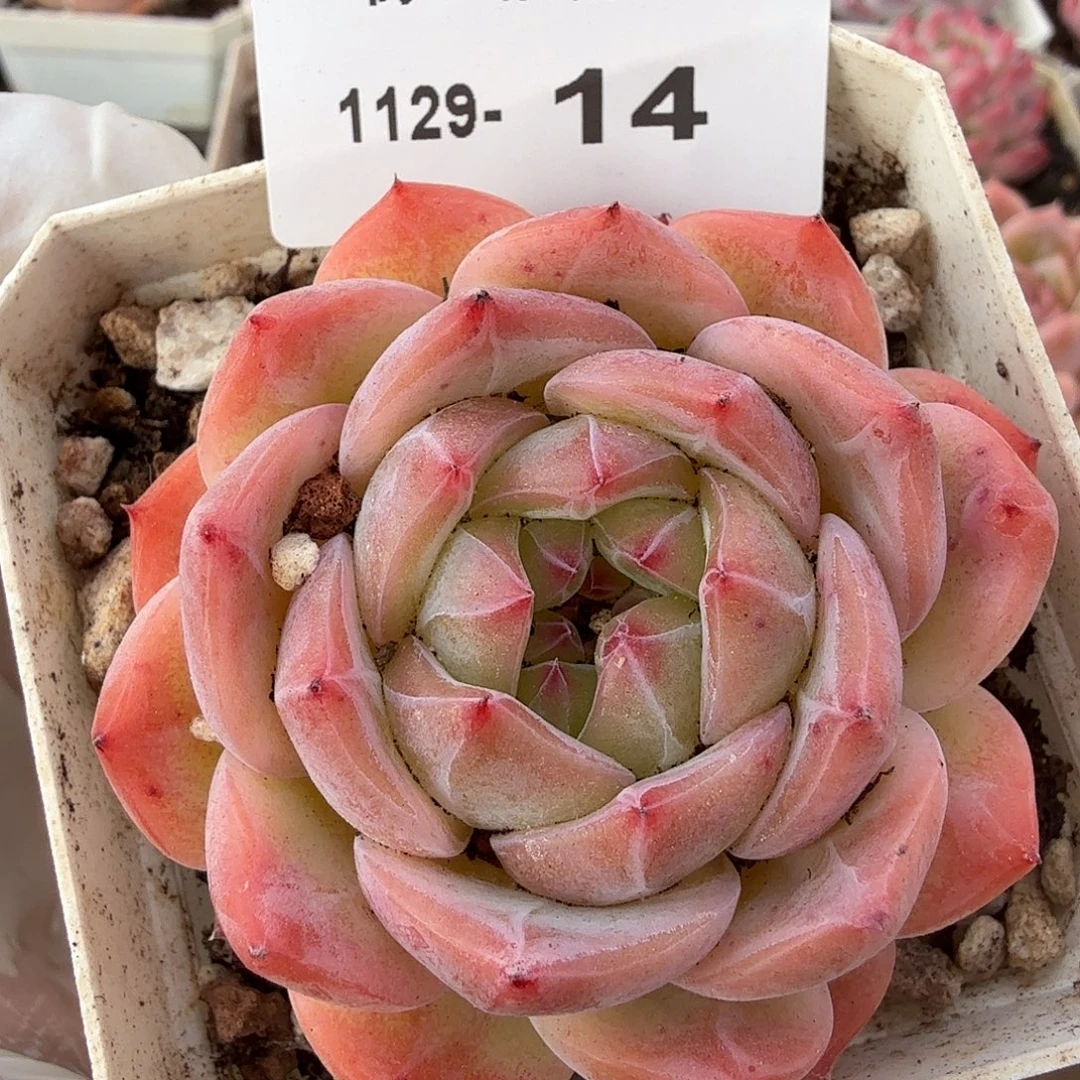 1129-14单颗多肉，