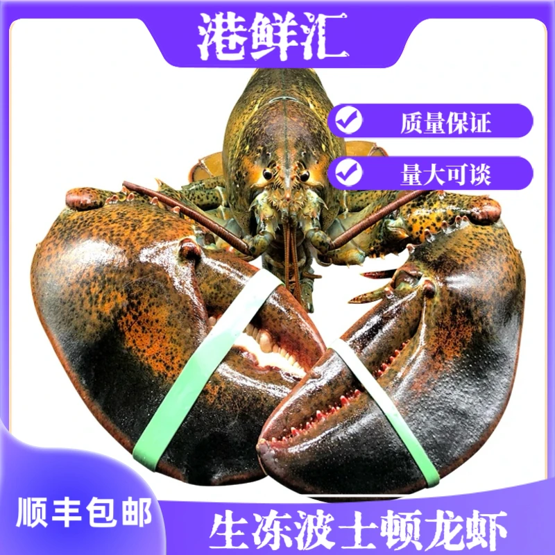 加拿大波士顿龙虾 肉质紧实鲜嫩 速冻锁鲜发货.顺丰冷链空运包邮