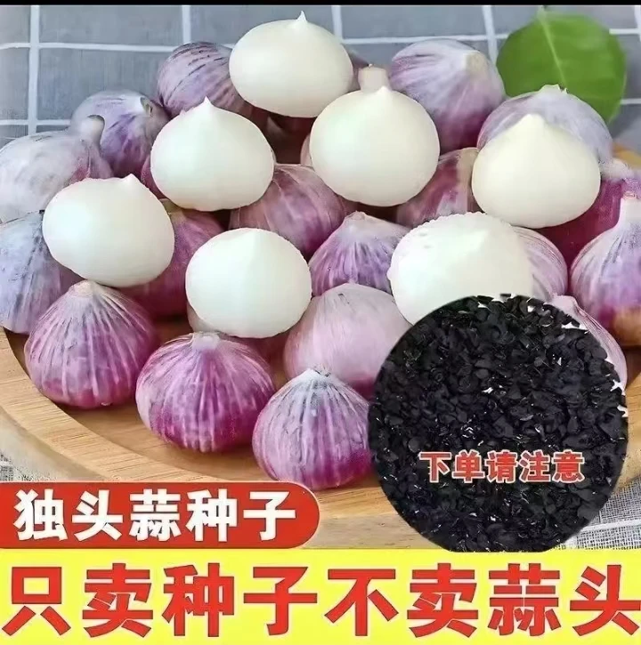 圆头蒜种子干大蒜种香蒜南北方四季阳台盆栽