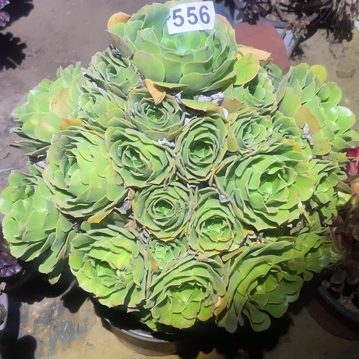 多肉植物法师556绿杨蓉