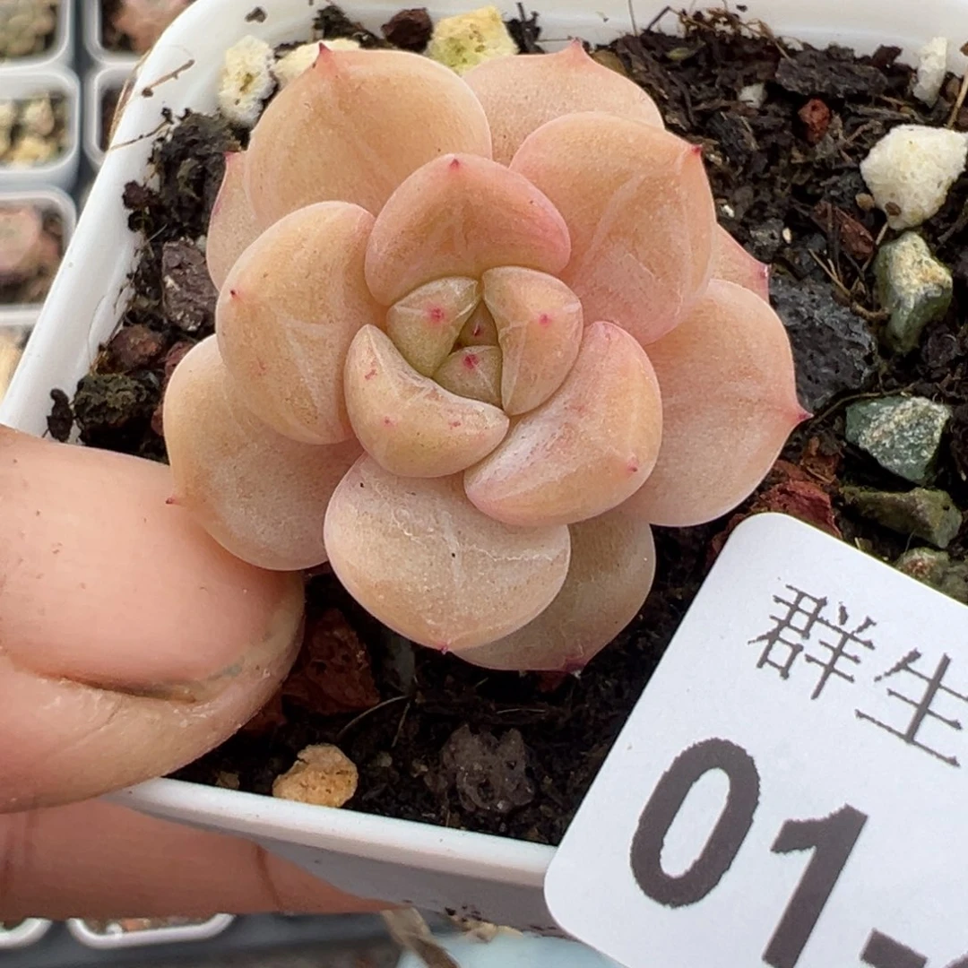 小卡拉米糖心一物一拍1-429