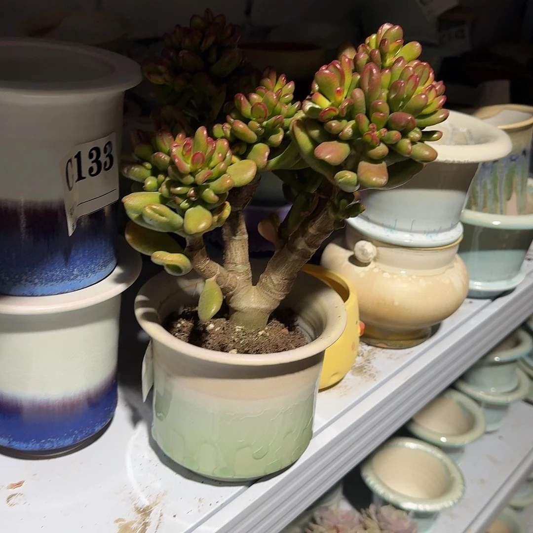 旋***！招财猫带盆多头植物