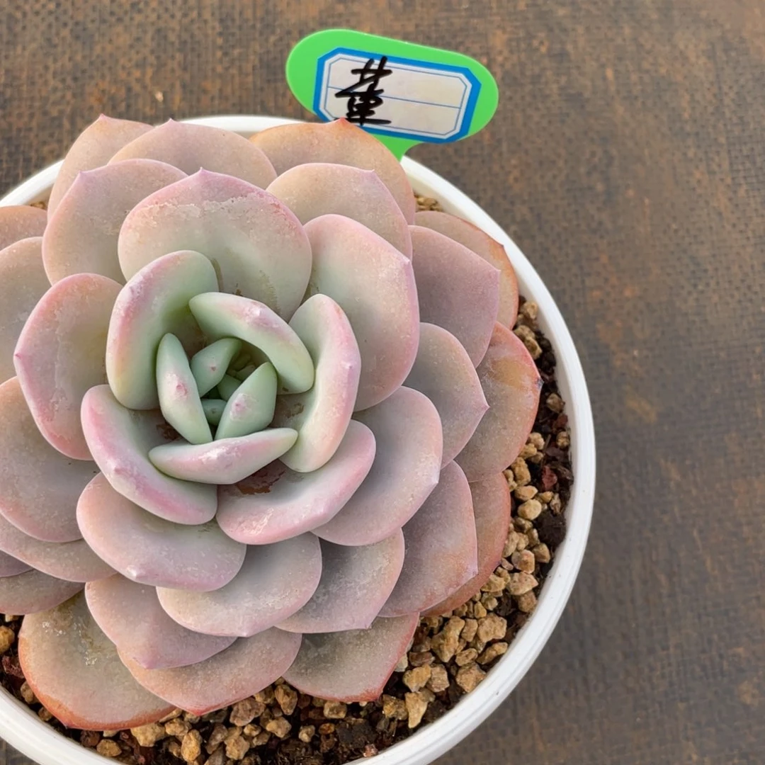 董**懂姐姐我要买衣服穿什么