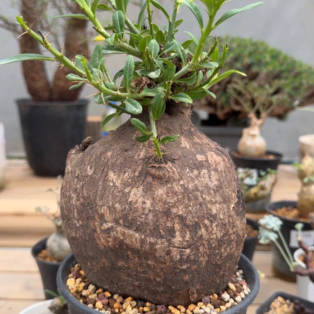 468双刺瓶杆块根植物