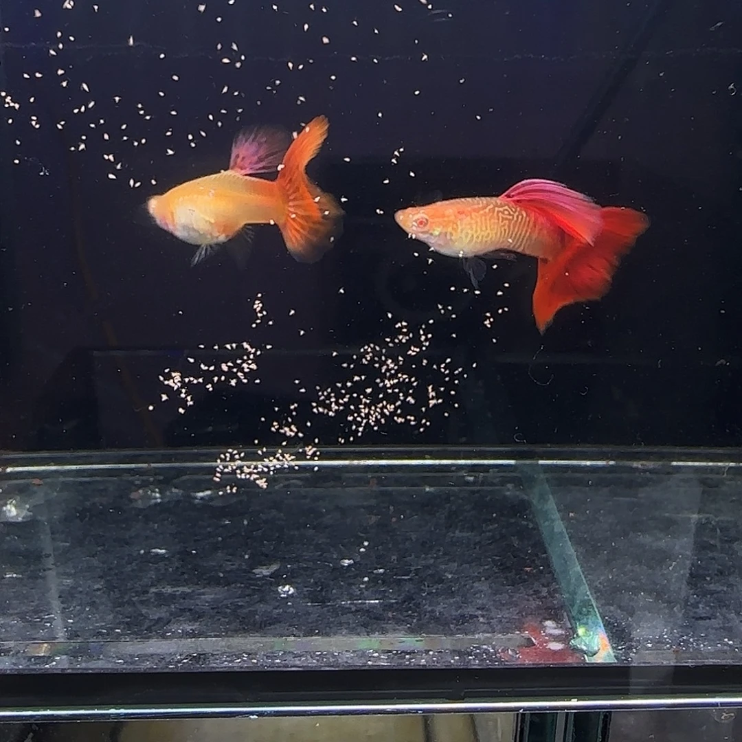 孔雀鱼蛇纹红尾一对