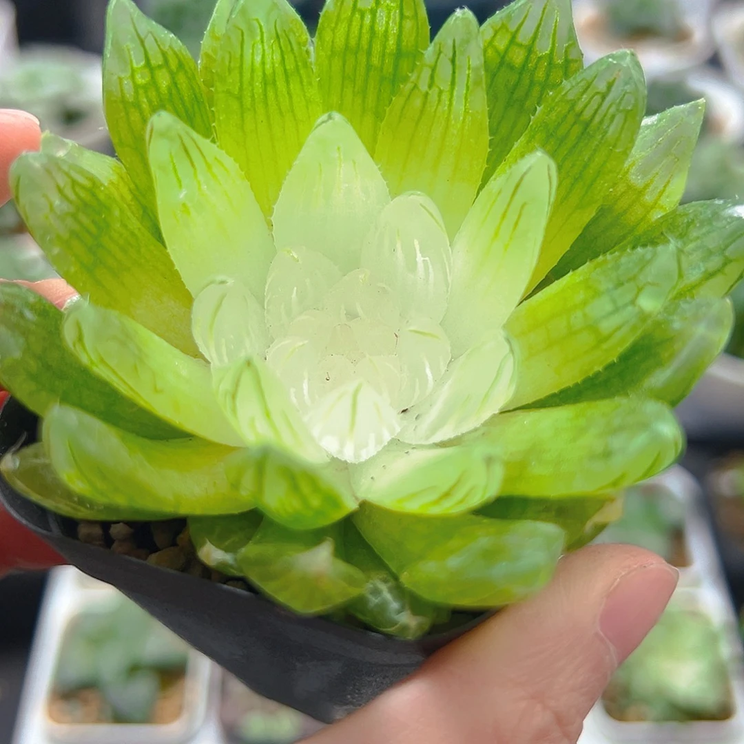 白娘子多肉多肉多肉多肉