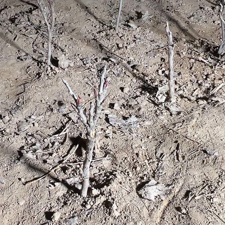 冬***杨完全开放芳纪中颗