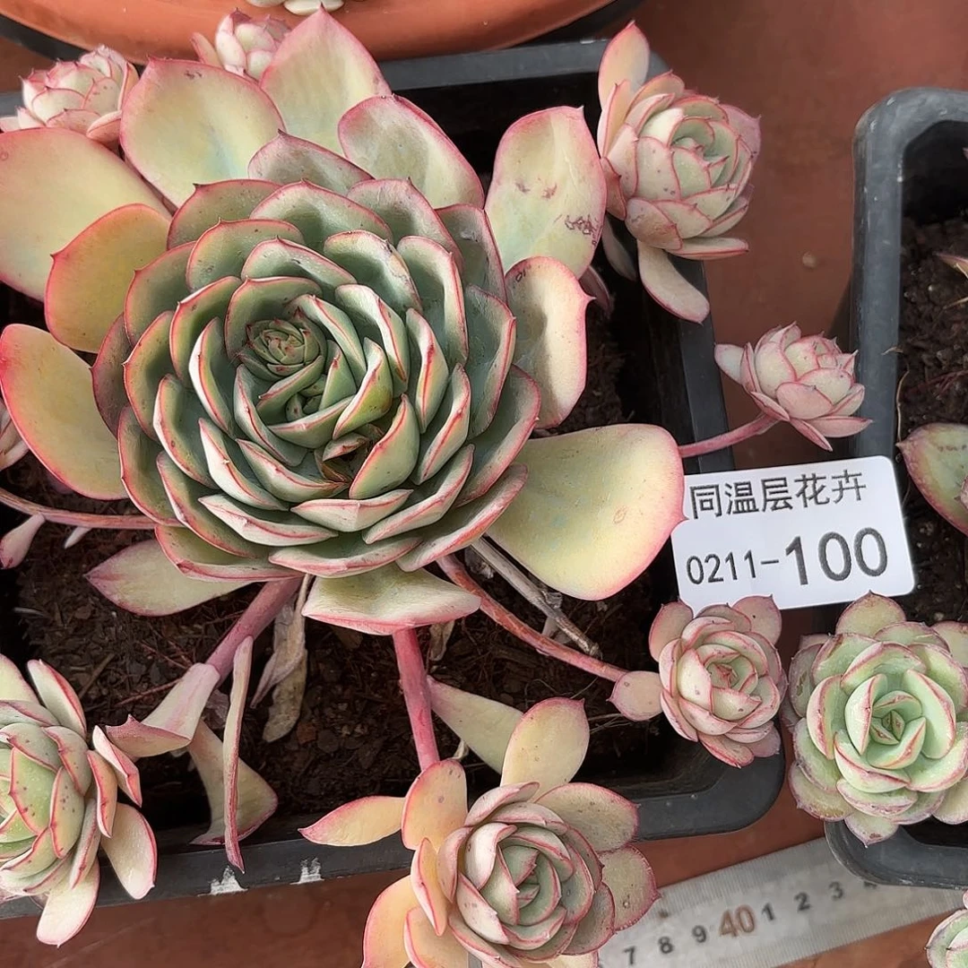 红*亮同温层多肉100牡丹亭2颗