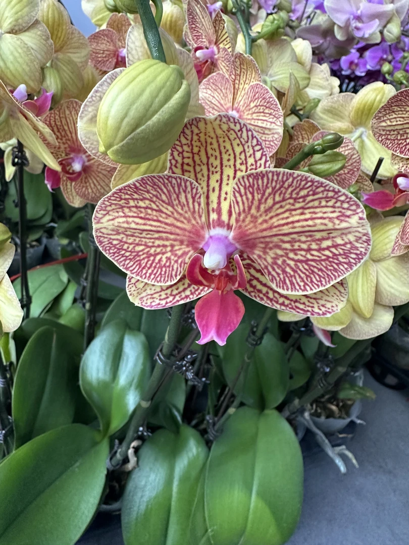 兰屿 LYSLAND【黄金甲 2.8寸】蝴蝶兰鲜花盆栽