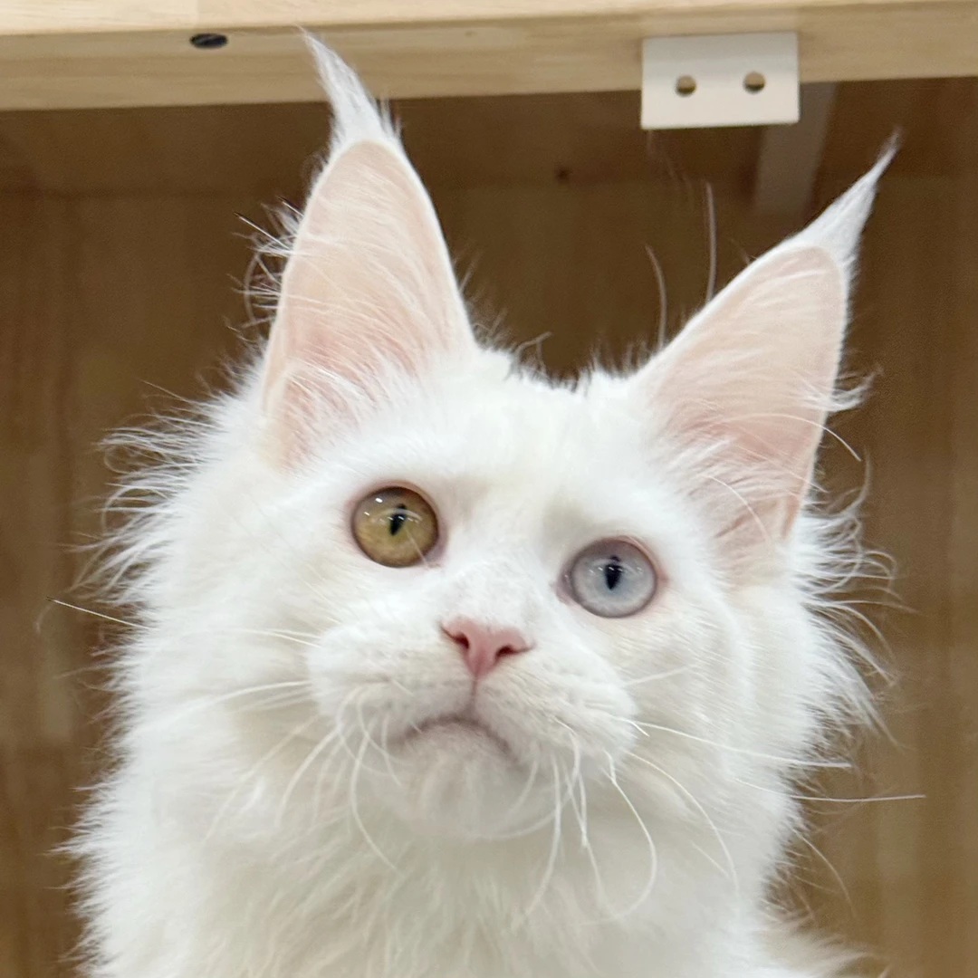 来了姊妹-纯白异瞳缅因猫-弟弟-30