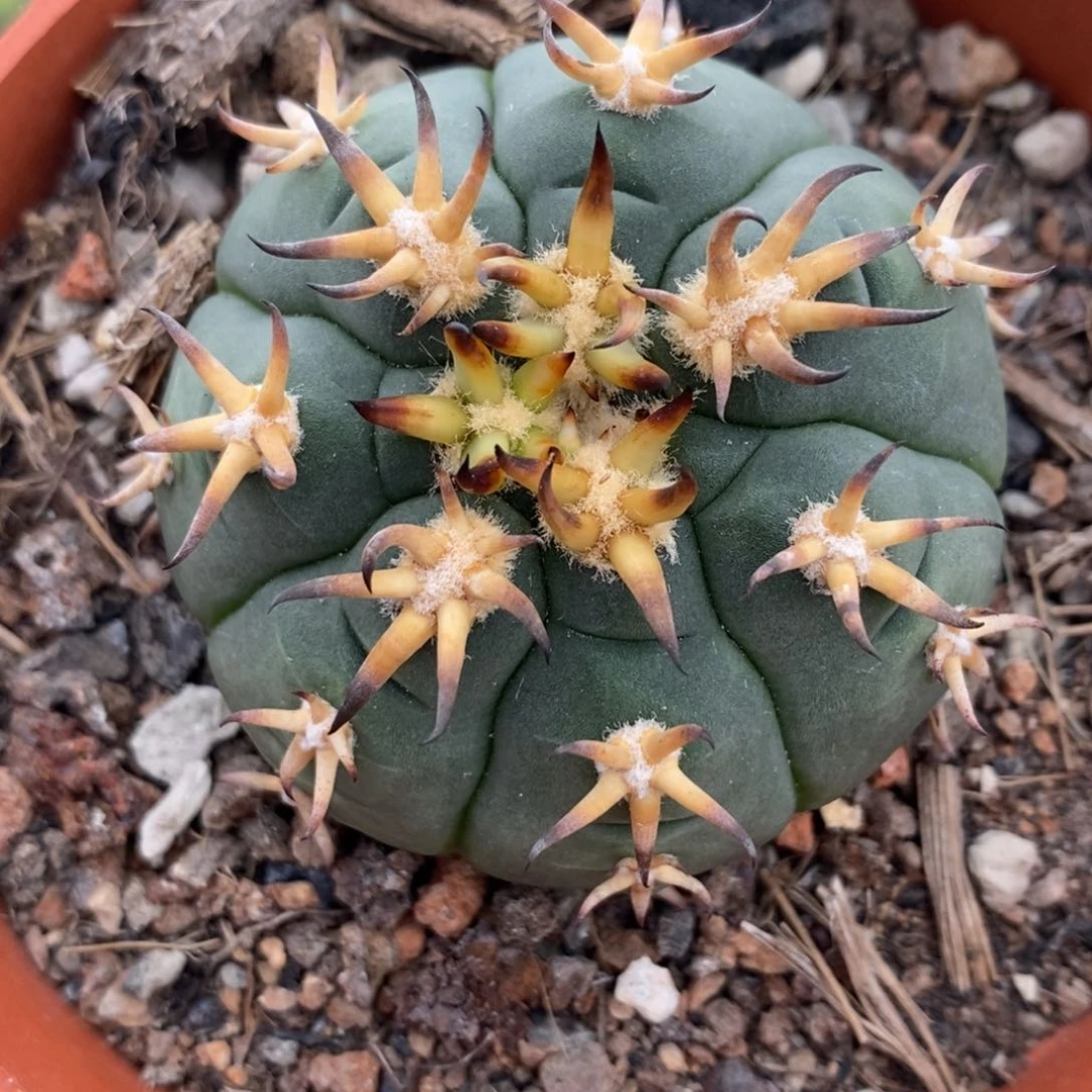 336猫爪天平植播园艺优选