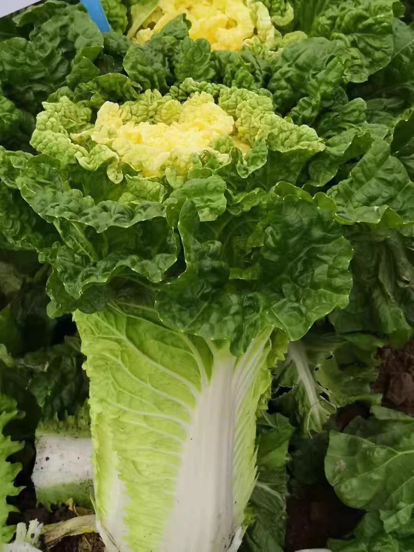 鸡蛋黄奶油大白菜种子真好吃黄心快菜种籽耐热四季播蔬菜种子大全