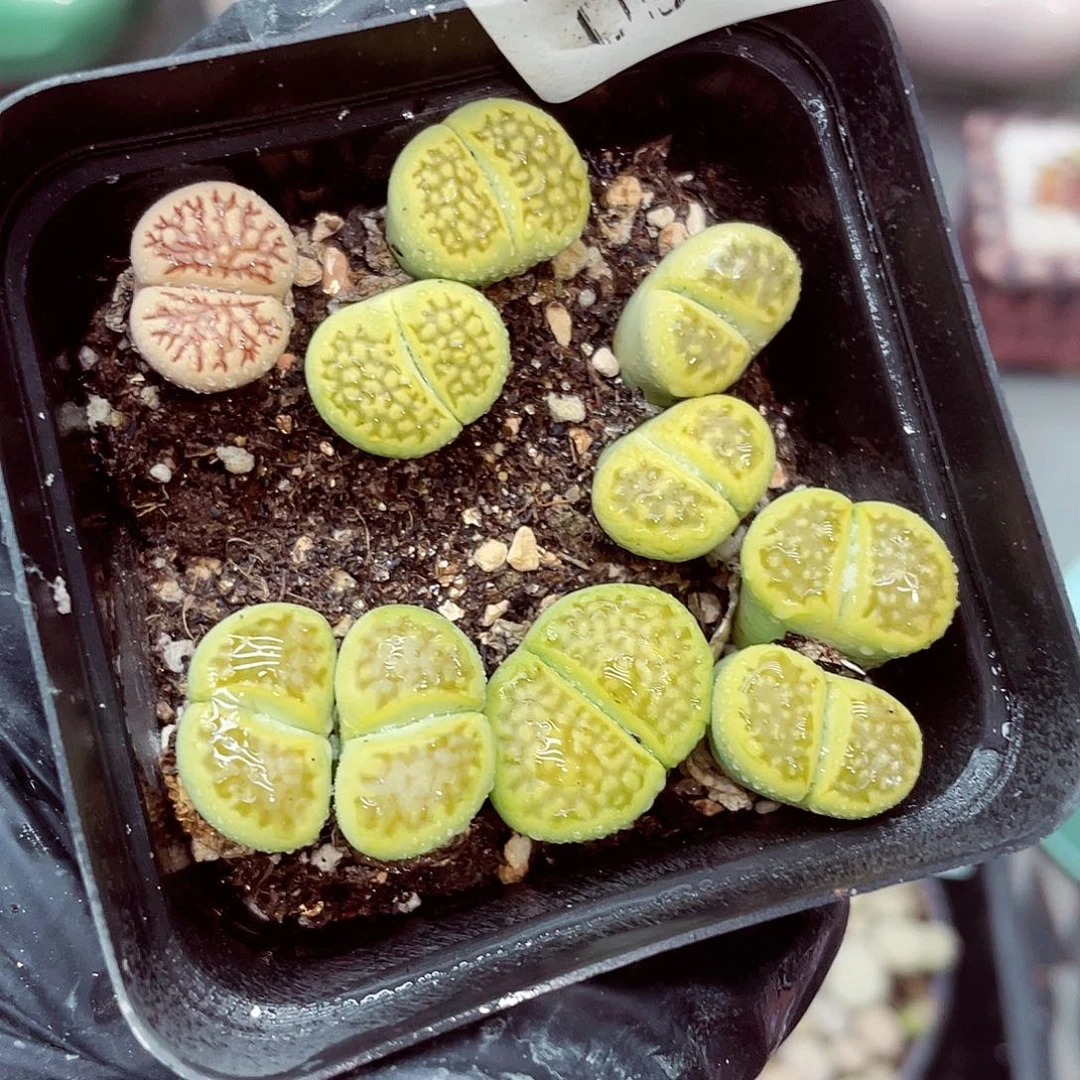 生石花18包邮0917-62