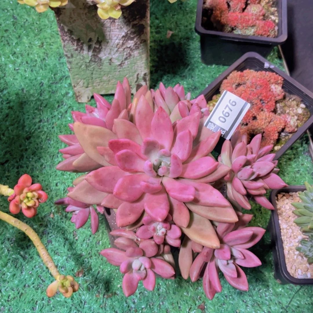 桃花源多肉植物0676