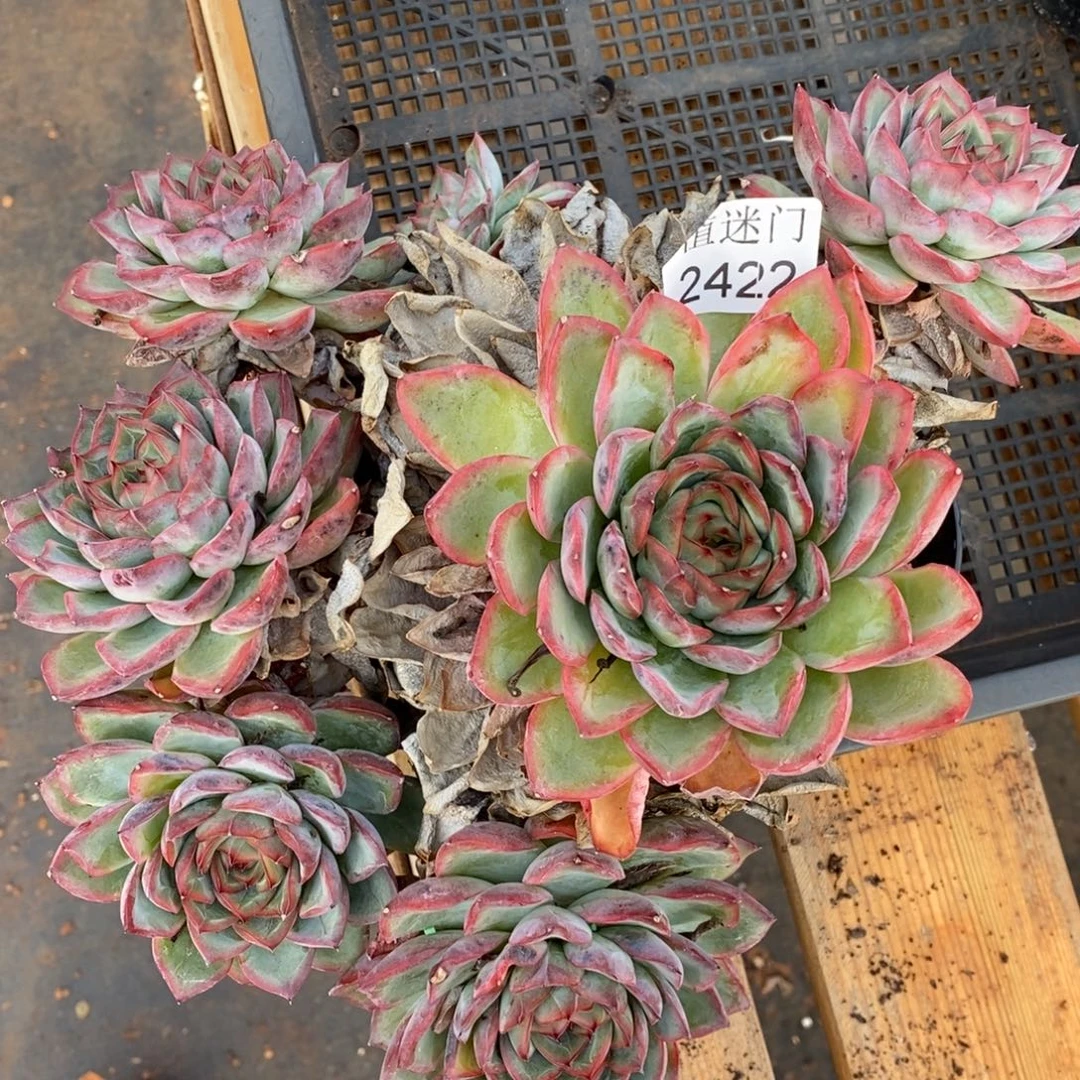 茉***沫杂交精品多肉2422~15厘米