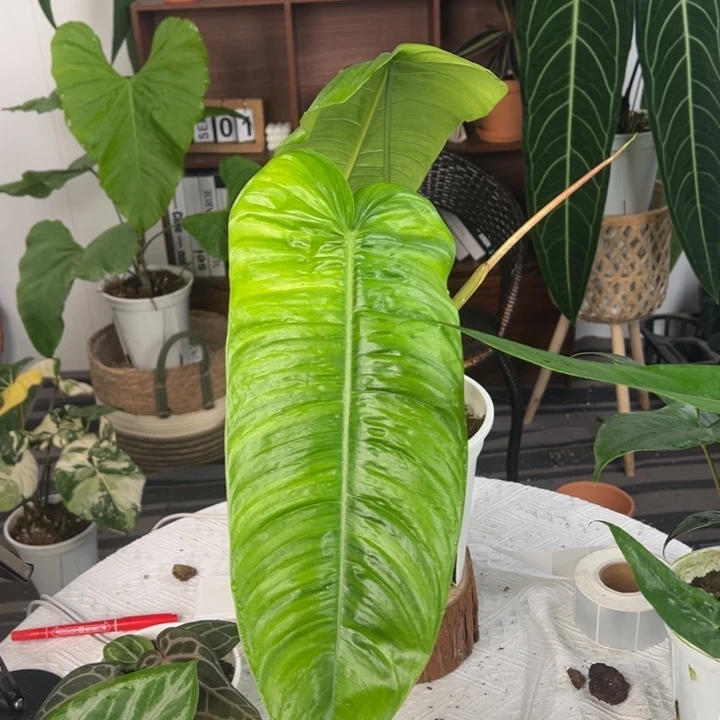 不开花植物原种莎伦叶长41