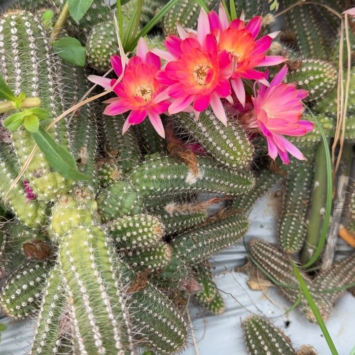 白檀仙人掌693侧芽一个