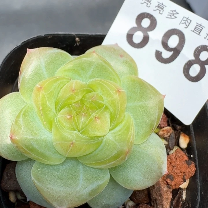 珍妮上新            多肉植物