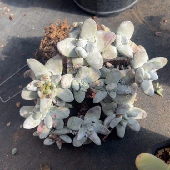 用****7谢谢姐姐～一物一拍7363