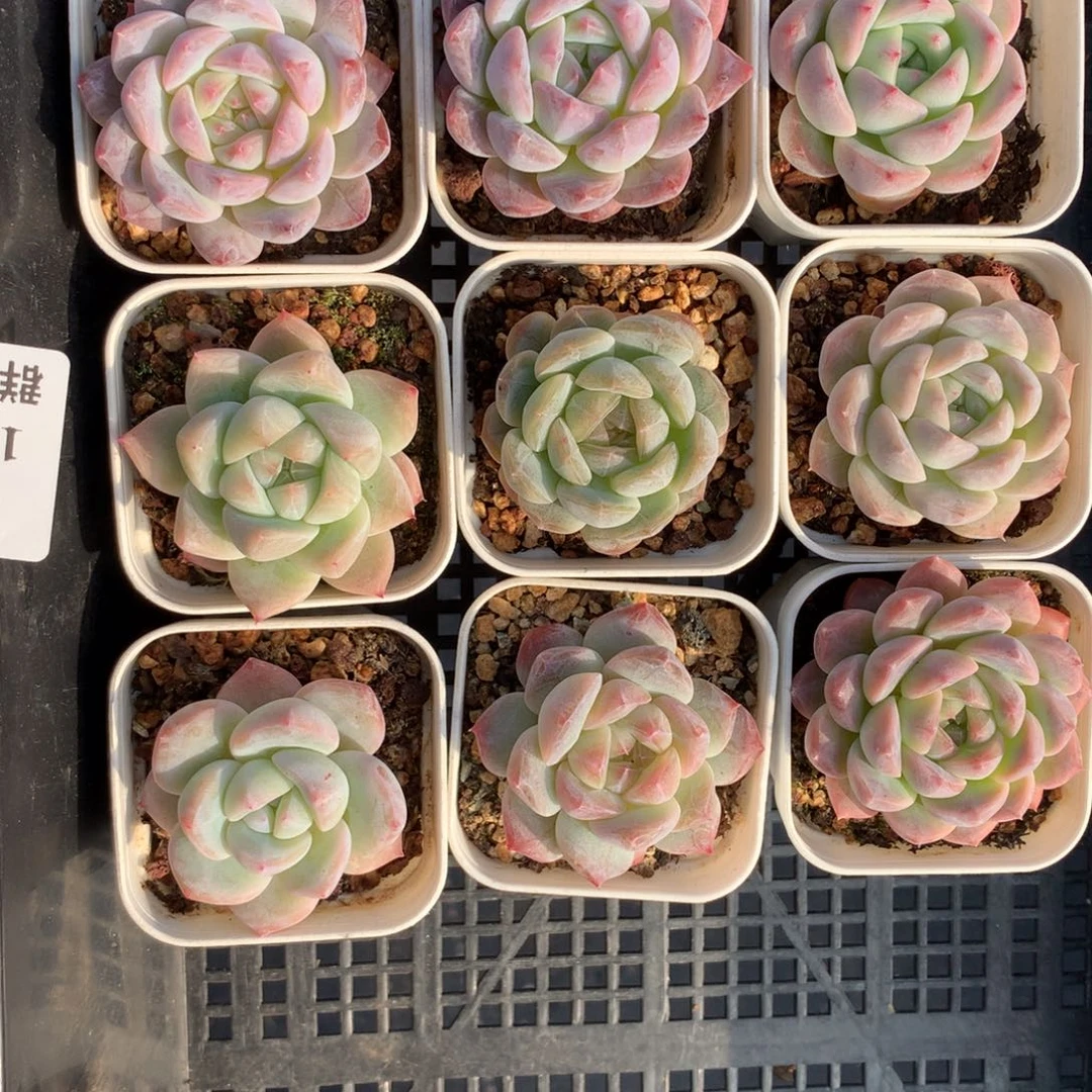 1126-07 套餐一组