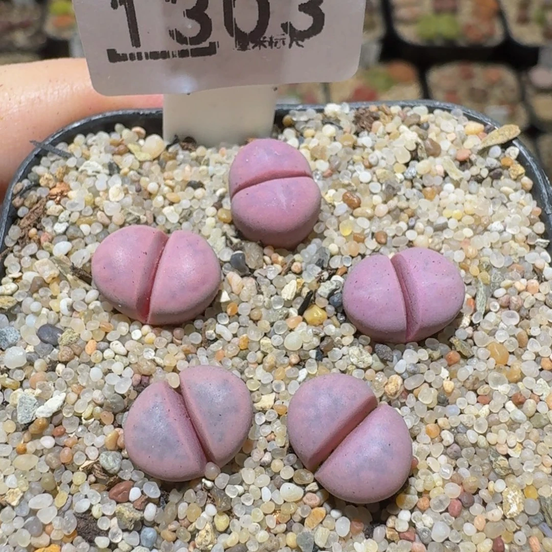 Sssss绝绝绝子生石花1303紫菊水