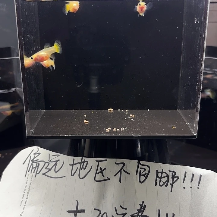 孔雀鱼黄蕾丝3母一公