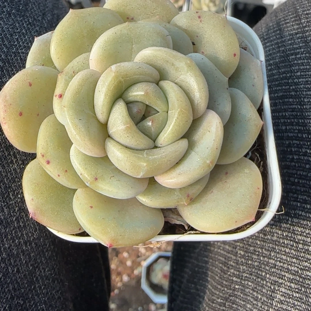 多肉小卡拉米糖心一物一拍