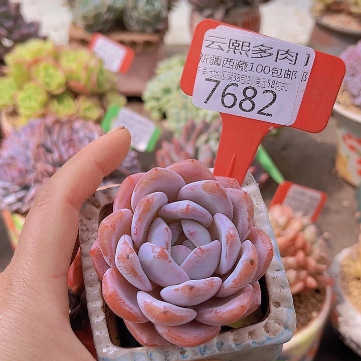 7682嫦娥。