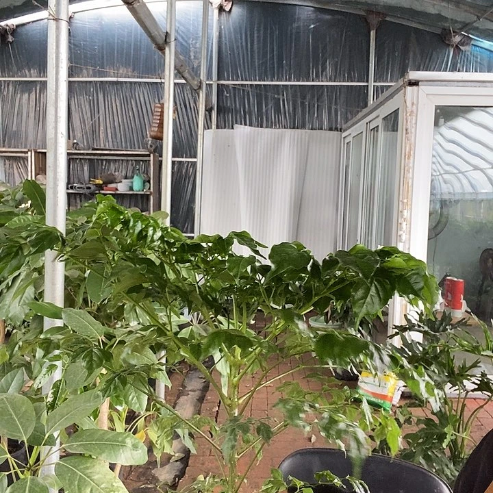 处理中盆幸福树9.9的