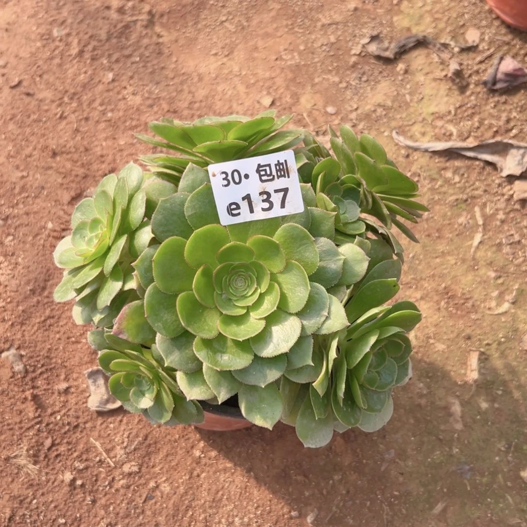 137沙拉碗多肉法师