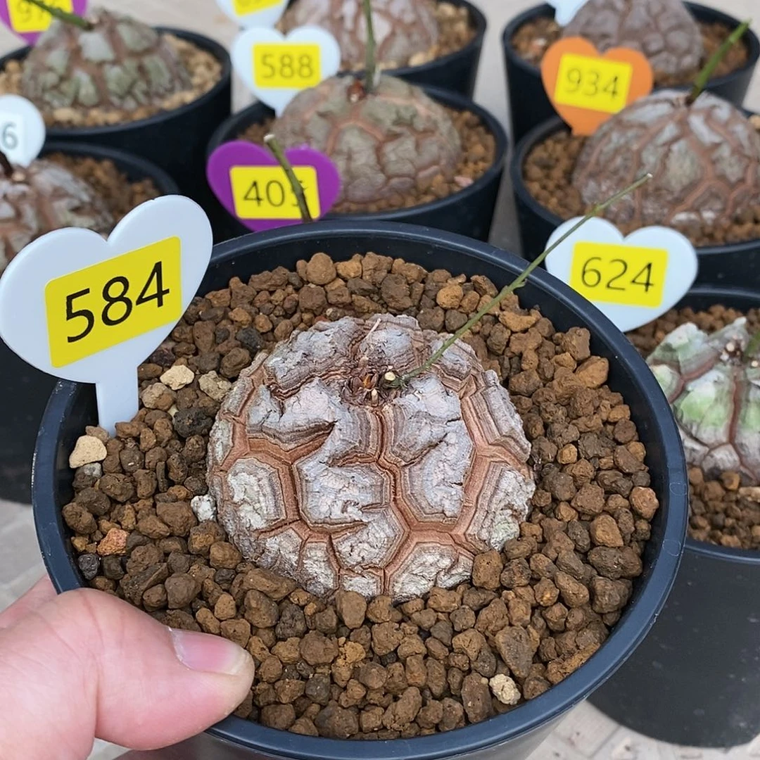 南非龟甲龙龟甲龙