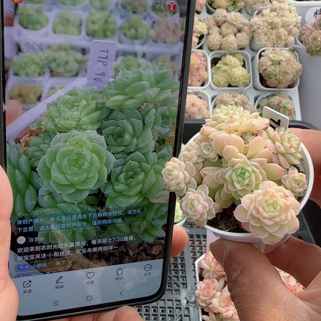 【闪购商品】0225-58（ttp-90）