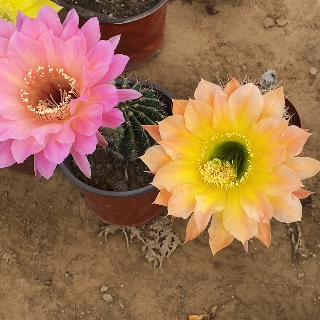 飘*彩草脱土脱盆20包邮/2颗