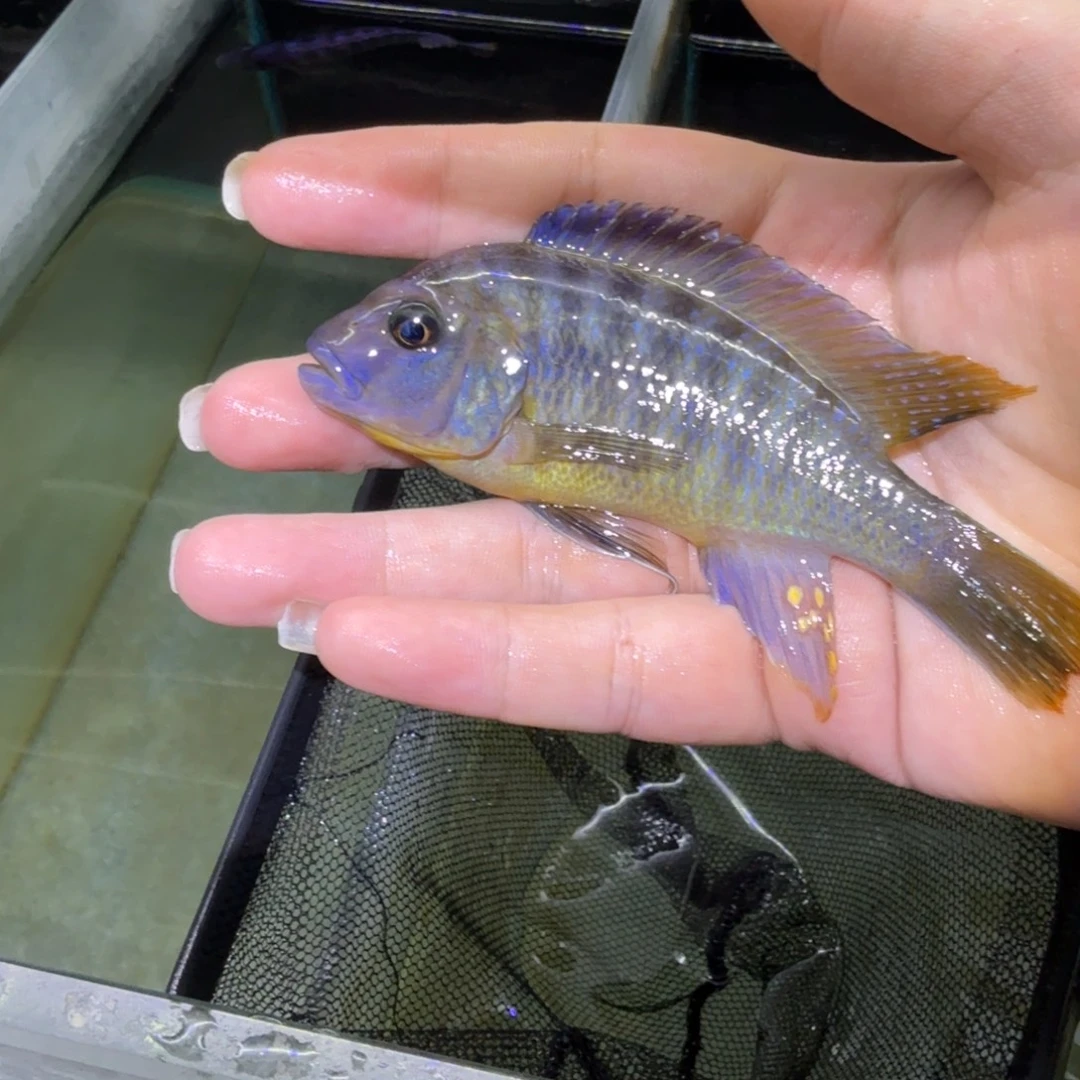 班***部慈鲷鱼67号mbj 斑马10左右