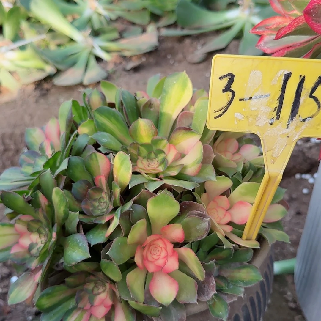 3-1151--+多头多肉植物