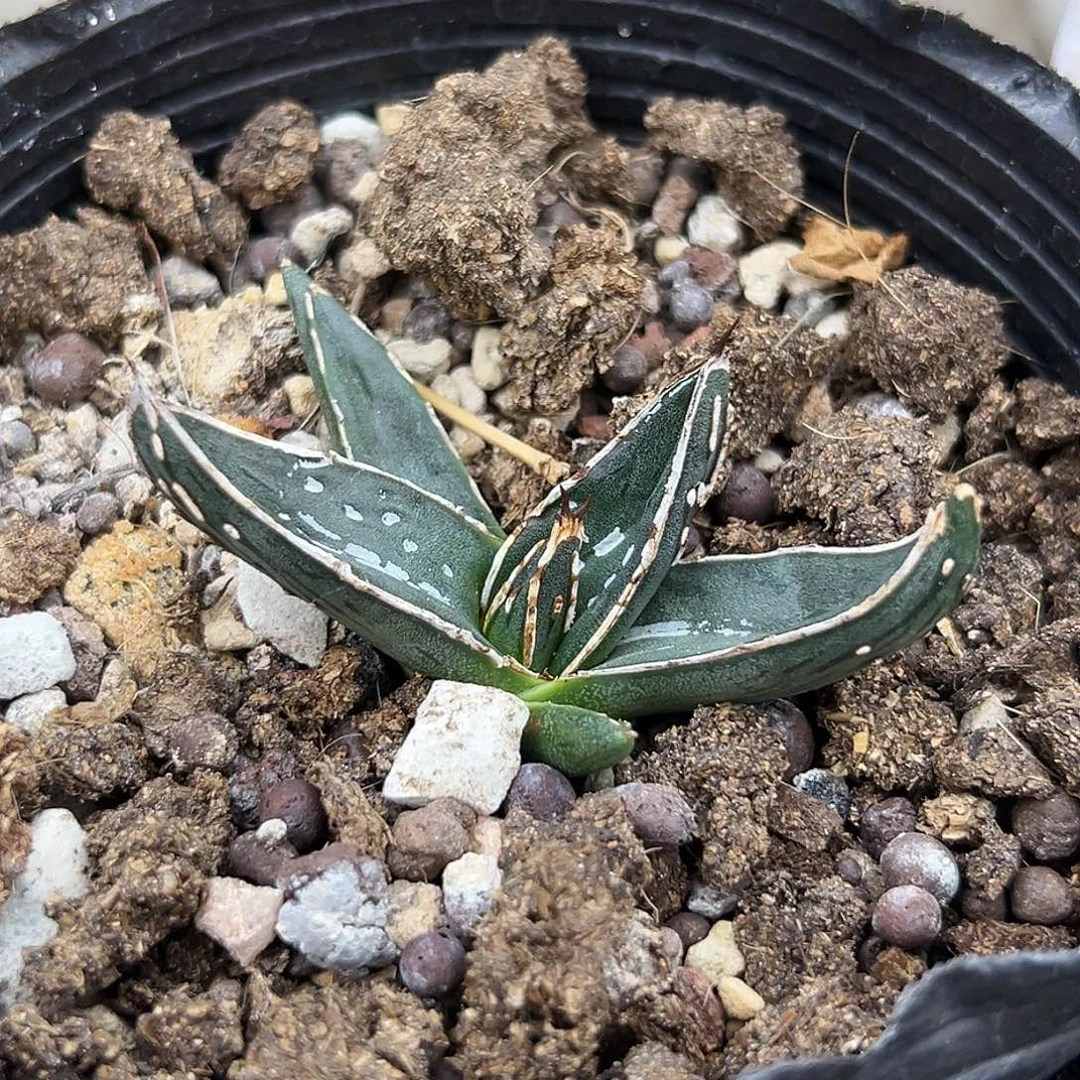 梵高一物一拍偏远不包邮不退不换