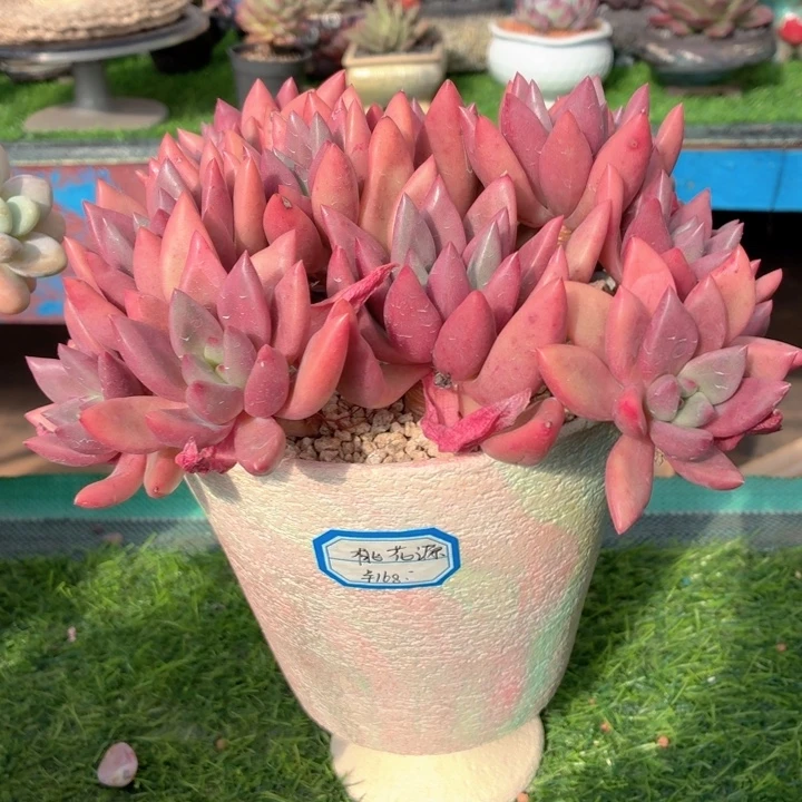 多肉植物 桃花源-4