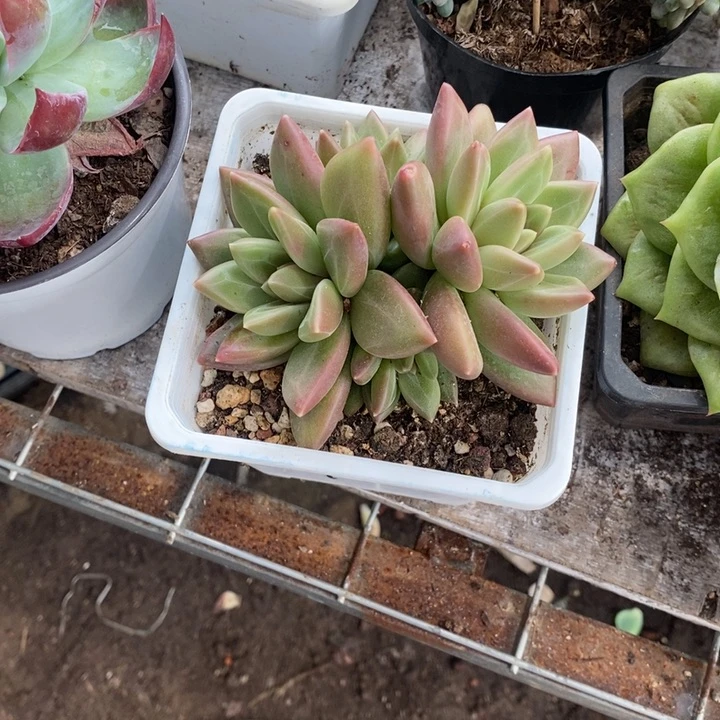 ?***生迷雾泡泡245667条一天77889