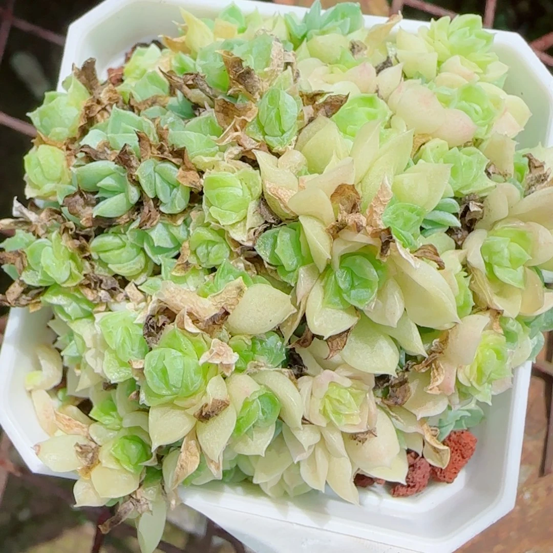 神***人花语逸镜0908-149散